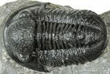 Large Gerastos Trilobite Fossil - Morocco #311242-2